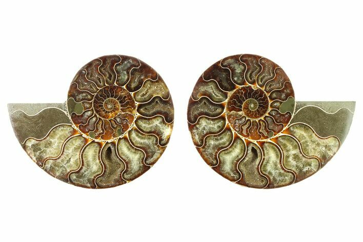 Cut & Polished, Crystal-Filled Ammonite Fossil - Madagascar #336671